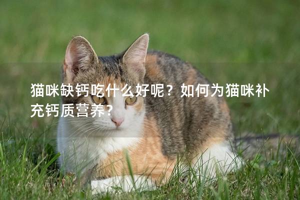 貓咪缺鈣吃什么好呢？如何為貓咪補充鈣質營養？