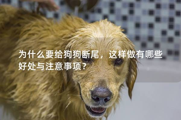 為什么要給狗狗斷尾,這樣做有哪些好處與注意事項? 為什么要給狗狗斷尾,這樣做有哪些好處與注意事項?