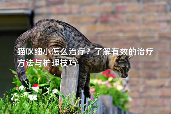 貓咪細小怎么治療？了解有效的治療方法與護理技巧