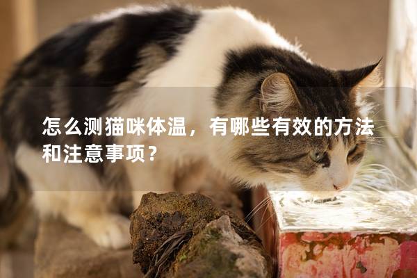 怎么測貓咪體溫，有哪些有效的方法和注意事項？
