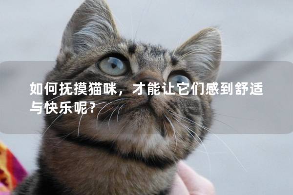 如何撫摸貓咪，才能讓它們感到舒適與快樂呢？