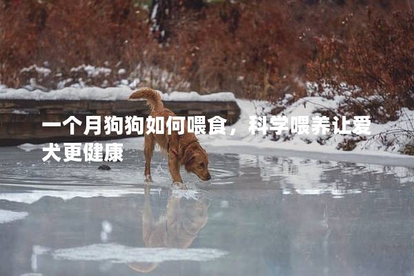 一個月狗狗如何喂食，科學喂養讓愛犬更健康