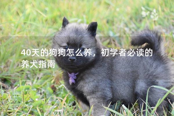 40天的狗狗怎么養，初學者必讀的養犬指南