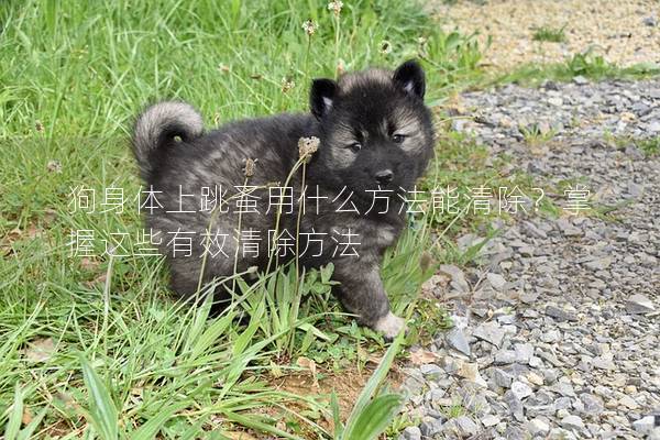 狗身體上跳蚤用什么方法能清除？掌握這些有效清除方法