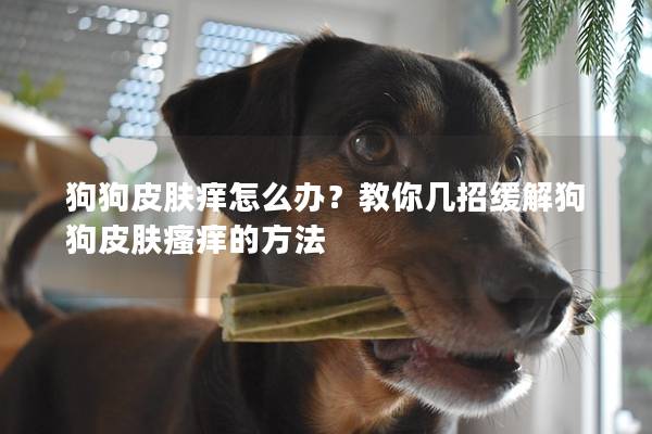 狗狗皮膚癢怎么辦？教你幾招緩解狗狗皮膚瘙癢的方法