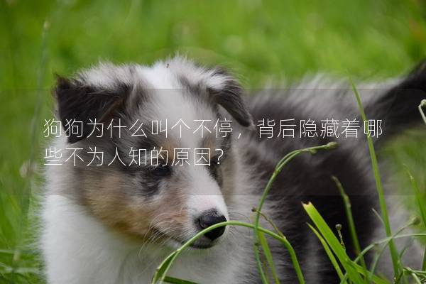 狗狗為什么叫個不停，背后隱藏著哪些不為人知的原因？