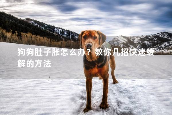 狗狗肚子脹怎么辦？教你幾招快速緩解的方法
