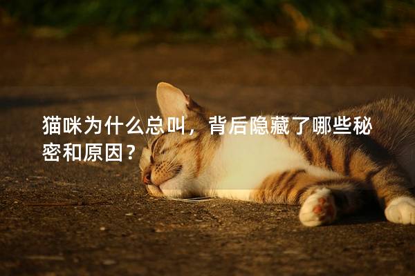貓咪為什么總叫，背后隱藏了哪些秘密和原因？
