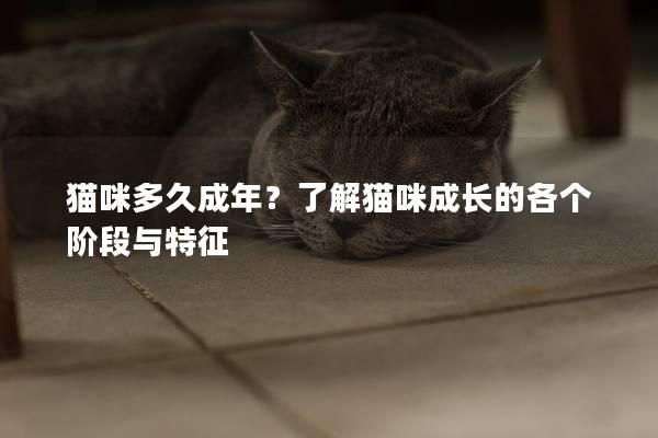 貓咪多久成年？了解貓咪成長的各個階段與特征