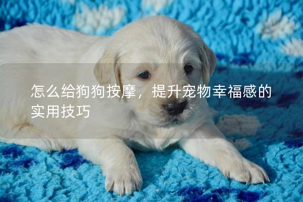 怎么給狗狗按摩，提升寵物幸福感的實用技巧