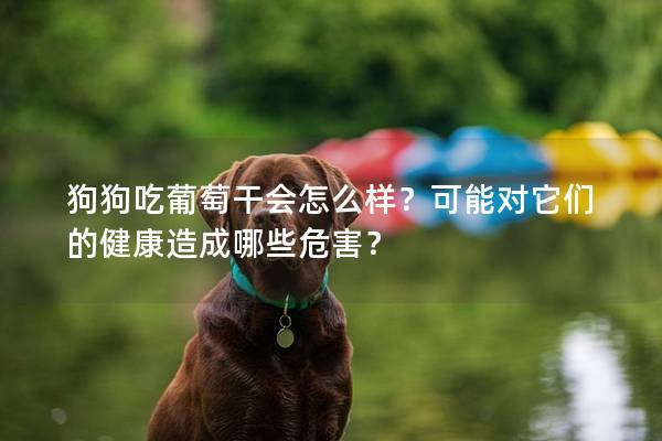 狗狗吃葡萄干會怎么樣？可能對它們的健康造成哪些危害？