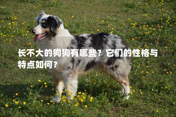 長不大的狗狗有哪些？它們的性格與特點如何？