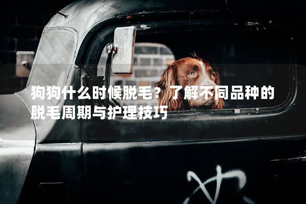 狗狗什么時候脫毛？了解不同品種的脫毛周期與護(hù)理技巧