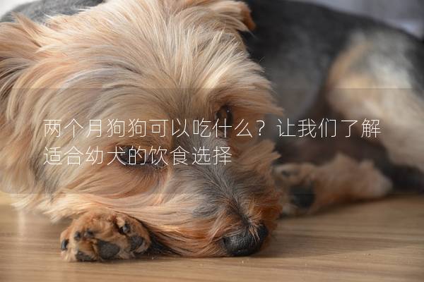 兩個月狗狗可以吃什么？讓我們了解適合幼犬的飲食選擇