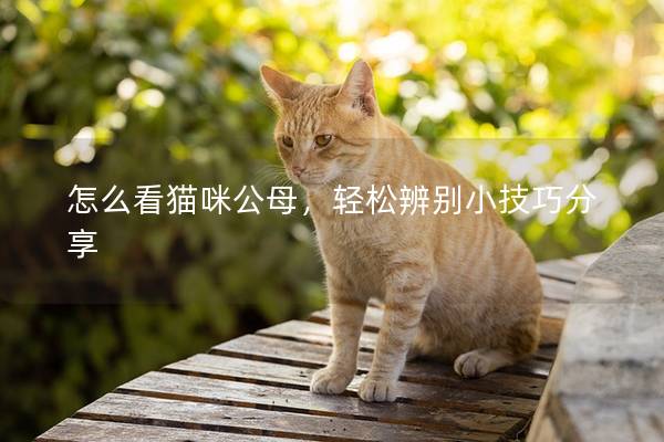 怎么看貓咪公母，輕松辨別小技巧分享