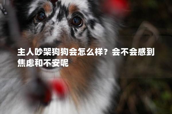 主人吵架狗狗會怎么樣？會不會感到焦慮和不安呢