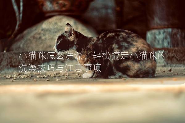 小貓咪怎么洗澡，輕松搞定小貓咪的洗澡技巧與注意事項