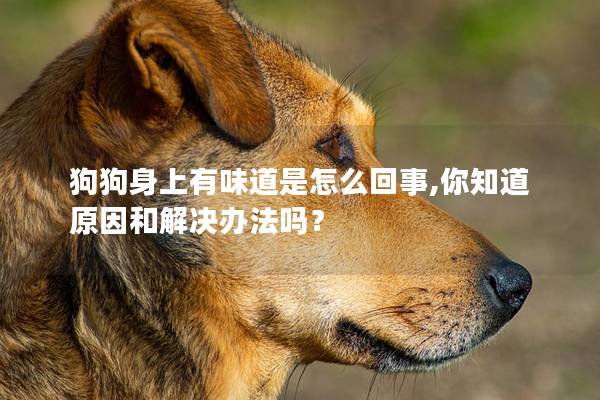 狗狗身上有味道是怎么回事,你知道原因和解決辦法嗎？
