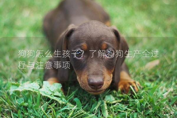 狗狗怎么生孩子？了解狗狗生產(chǎn)全過(guò)程與注意事項(xiàng)