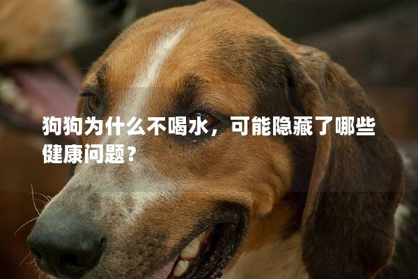 狗狗為什么不喝水，可能隱藏了哪些健康問題？