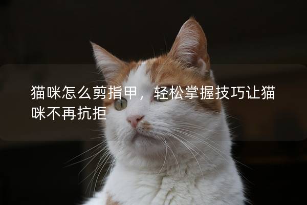 貓咪怎么剪指甲，輕松掌握技巧讓貓咪不再抗拒