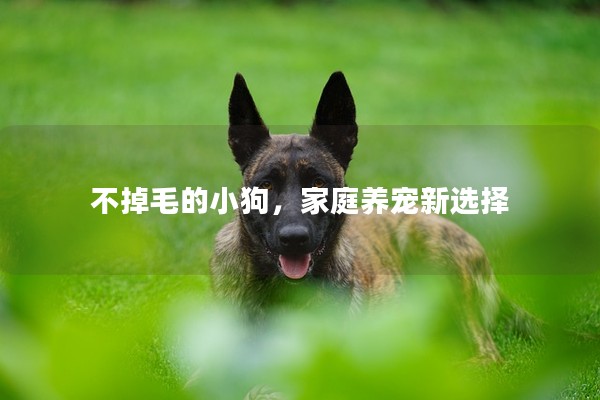 不掉毛的小狗,家庭養寵新選擇 不掉毛的小狗,家庭養寵新選擇