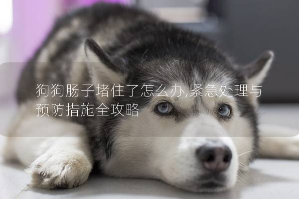 狗狗腸子堵住了怎么辦,緊急處理與預(yù)防措施全攻略