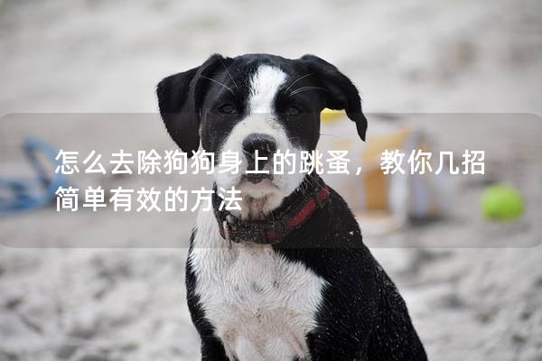 怎么去除狗狗身上的跳蚤，教你幾招簡單有效的方法