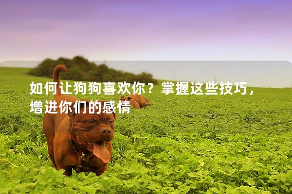 如何讓狗狗喜歡你？掌握這些技巧，增進(jìn)你們的感情