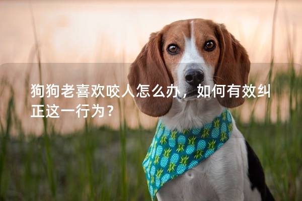 狗狗老喜歡咬人怎么辦，如何有效糾正這一行為？