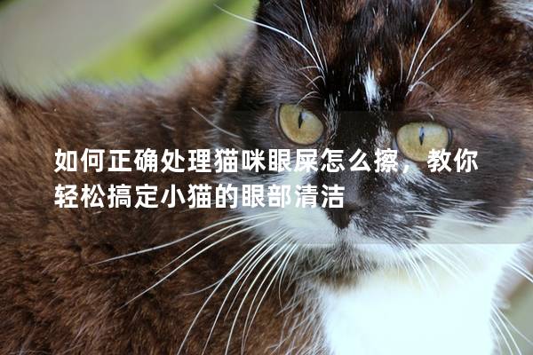 如何正確處理貓咪眼屎怎么擦，教你輕松搞定小貓的眼部清潔