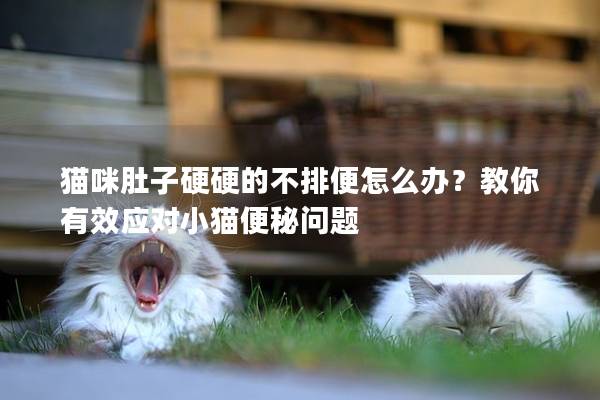 貓咪肚子硬硬的不排便怎么辦？教你有效應對小貓便秘問題