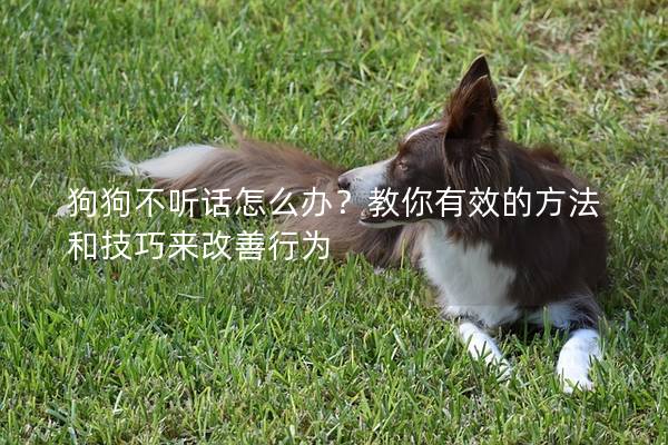 狗狗不聽話怎么辦？教你有效的方法和技巧來改善行為
