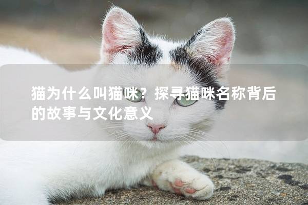 貓為什么叫貓咪？探尋貓咪名稱背后的故事與文化意義