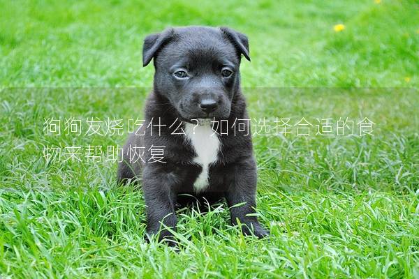 狗狗發燒吃什么？如何選擇合適的食物來幫助恢復