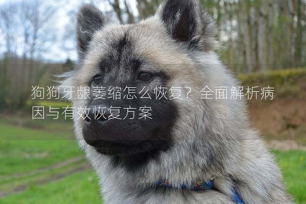 狗狗牙齦萎縮怎么恢復？全面解析病因與有效恢復方案