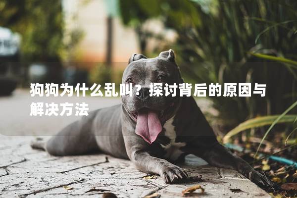 狗狗為什么亂叫?探討背后的原因與解決方法 狗狗為什么亂叫?探討背后的原因與解決方法