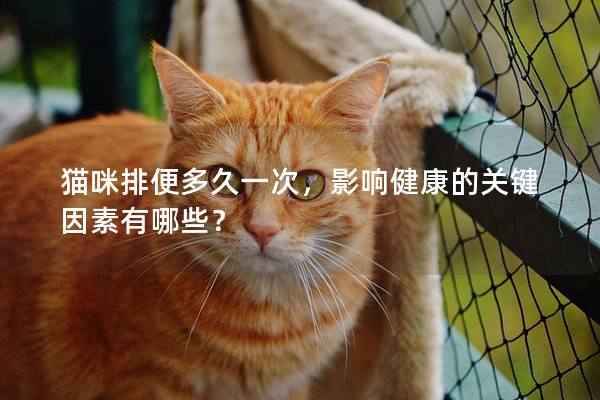 貓咪排便多久一次，影響健康的關鍵因素有哪些？