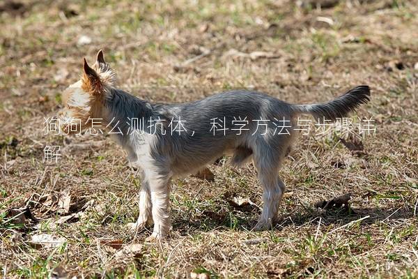 狗狗怎么測抗體，科學(xué)方法與步驟詳解
