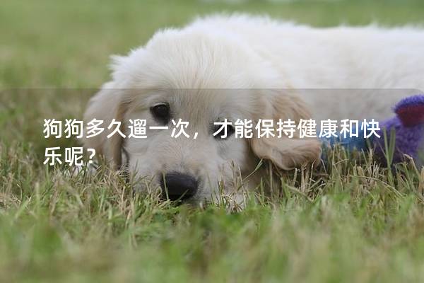 狗狗多久遛一次，才能保持健康和快樂呢？