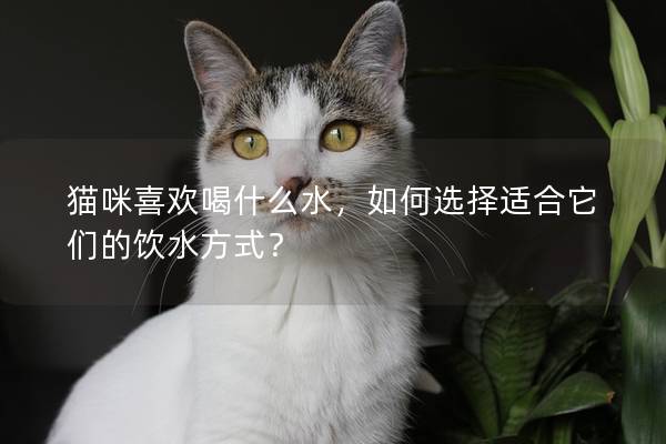 貓咪喜歡喝什么水，如何選擇適合它們的飲水方式？