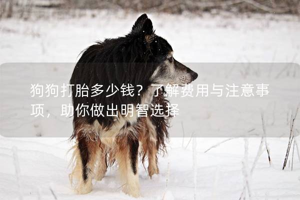 狗狗打胎多少錢？了解費用與注意事項，助你做出明智選擇