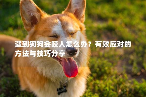 遇到狗狗會咬人怎么辦?有效應對的方法與技巧分享 遇到狗狗會咬人怎么辦?有效應對的方法與技巧分享