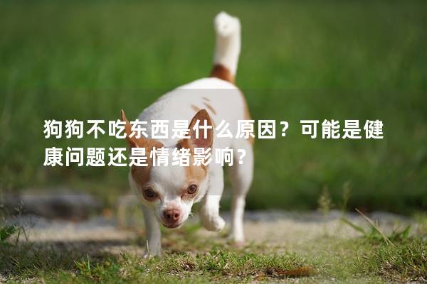 狗狗不吃東西是什么原因？可能是健康問題還是情緒影響？