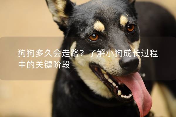 狗狗多久會走路?了解小狗成長過程中的關(guān)鍵階段 狗狗多久會走路?了解小狗成長過程中的關(guān)鍵階段