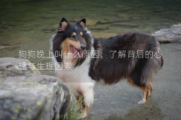 狗狗晚上叫什么原因，了解背后的心理與生理因素