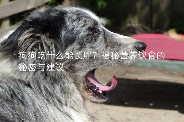 狗狗吃什么能長胖？揭秘營養飲食的秘密與建議