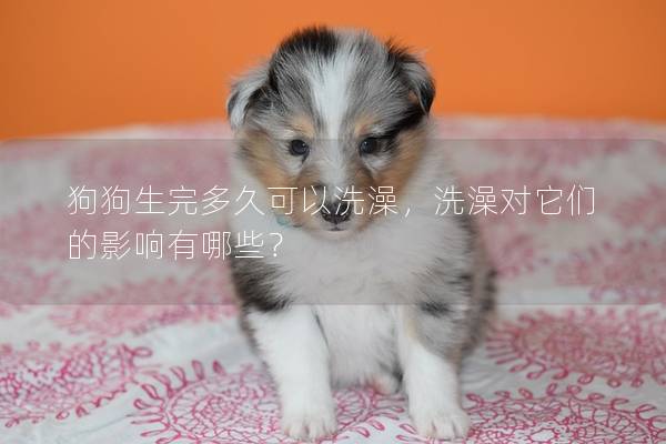 狗狗生完多久可以洗澡，洗澡對它們的影響有哪些？