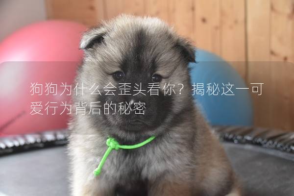 狗狗為什么會歪頭看你？揭秘這一可愛行為背后的秘密