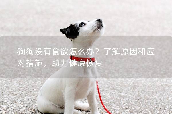 狗狗沒有食欲怎么辦？了解原因和應對措施，助力健康恢復